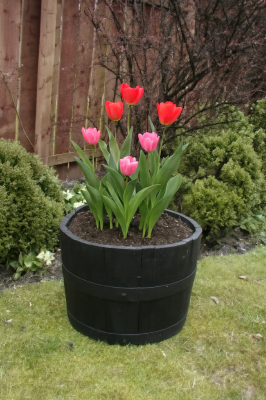 17" Dark Stained Finish Oak Tubs Half-Barrels