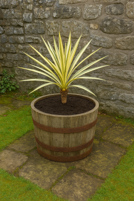 20" Natural Finish Oak Tubs Half-Barrels