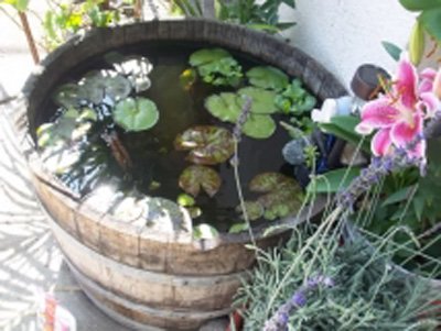 French Oak Wine Barrel Wild Life Pond - 110L