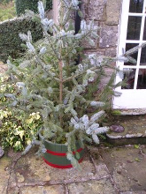 20" Christmas Tree Tub Green Stained Oak With Red Hoops