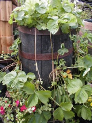 Tall Strawberry Barrel Planter - Natural Finish