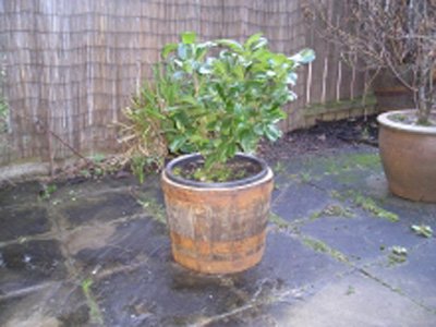 17" Natural Finish Oak Tubs Half-Barrels